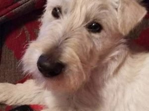That was…The Year of the Dog: Phoenix