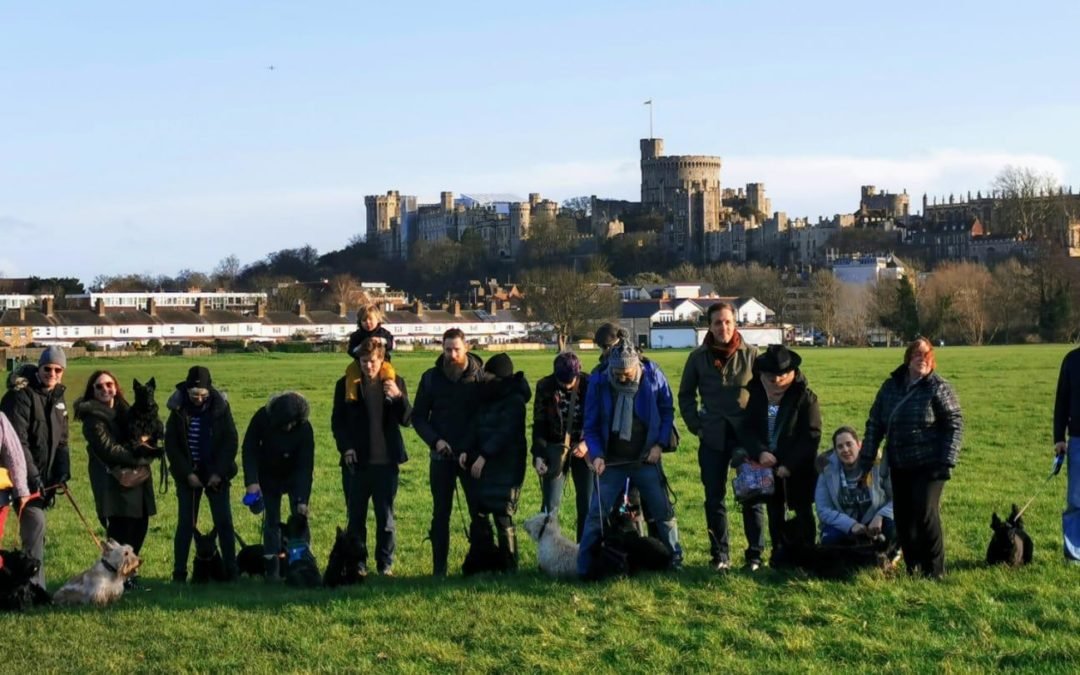 Scottish Terriers from London Scottie Club stroll through Windsor and Eton