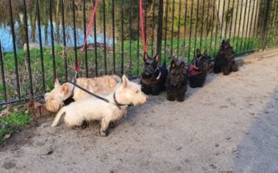 London Scotties make headlines even during Coronavirus