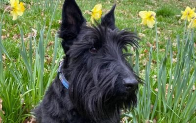 Scottie Easter Parade