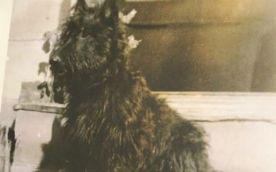 EP 08: Newshound Attacked by a Scottie!