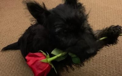 Happy Scottie Valentine’s Day!