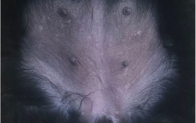 Foxed! Is that a Badger in your Tummy?