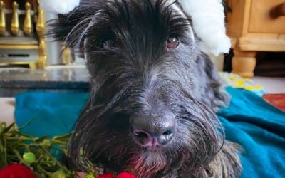 Easter Scotties