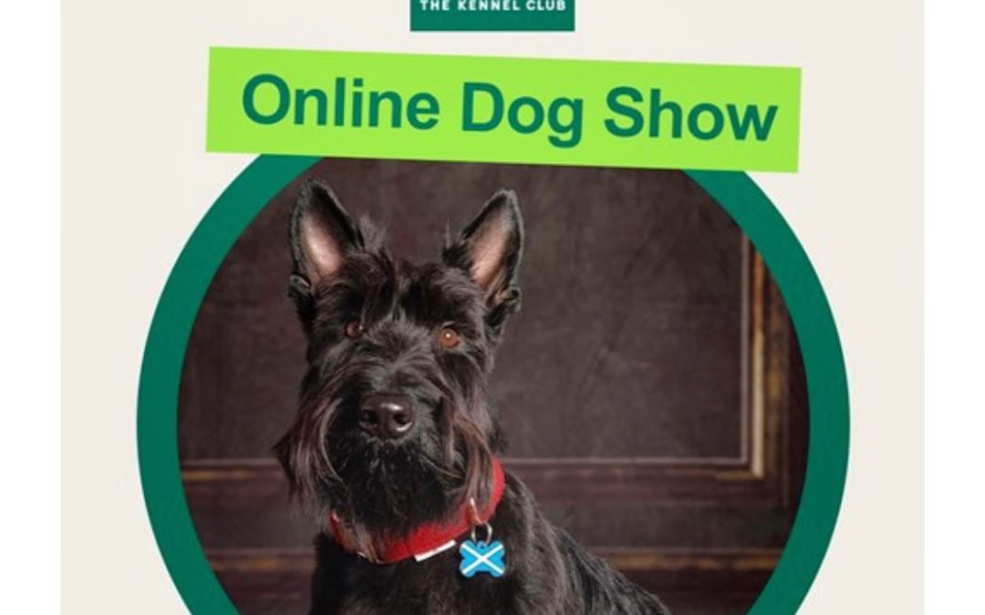 VIP Huxley scoops Best Terrier in Kennel Club dogshow