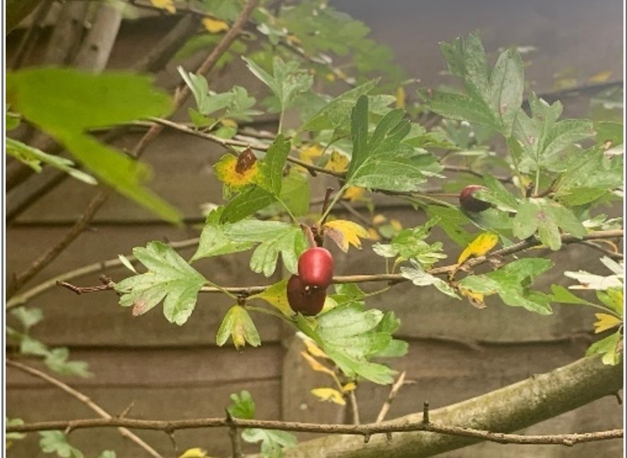 Powerhouse autumnal super “non” berries